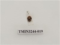 藏品(茄二十八星瓢蟲)的圖片